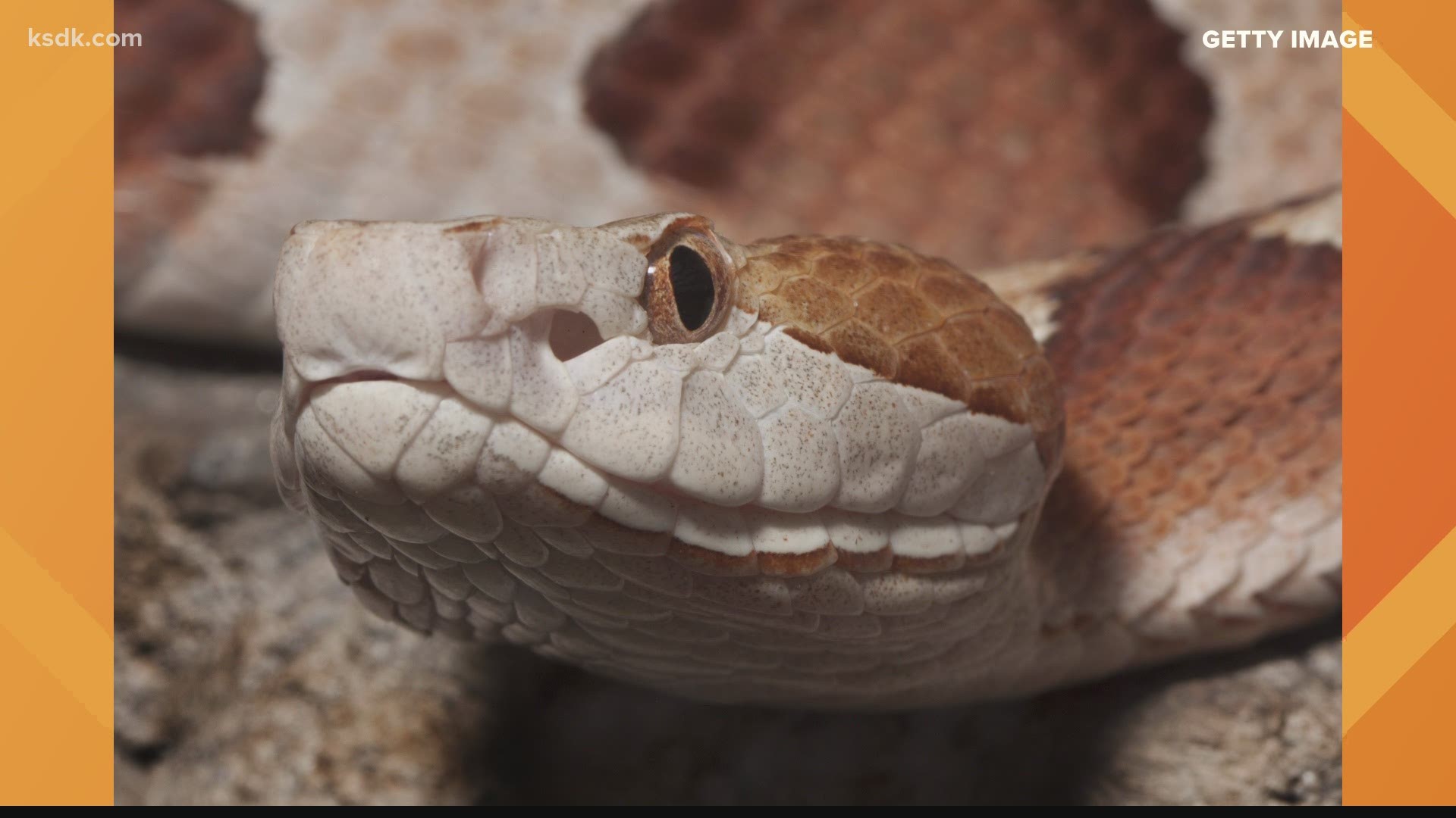 Baby Copperheads Are Being Born In Missouri Newscentermaine Com