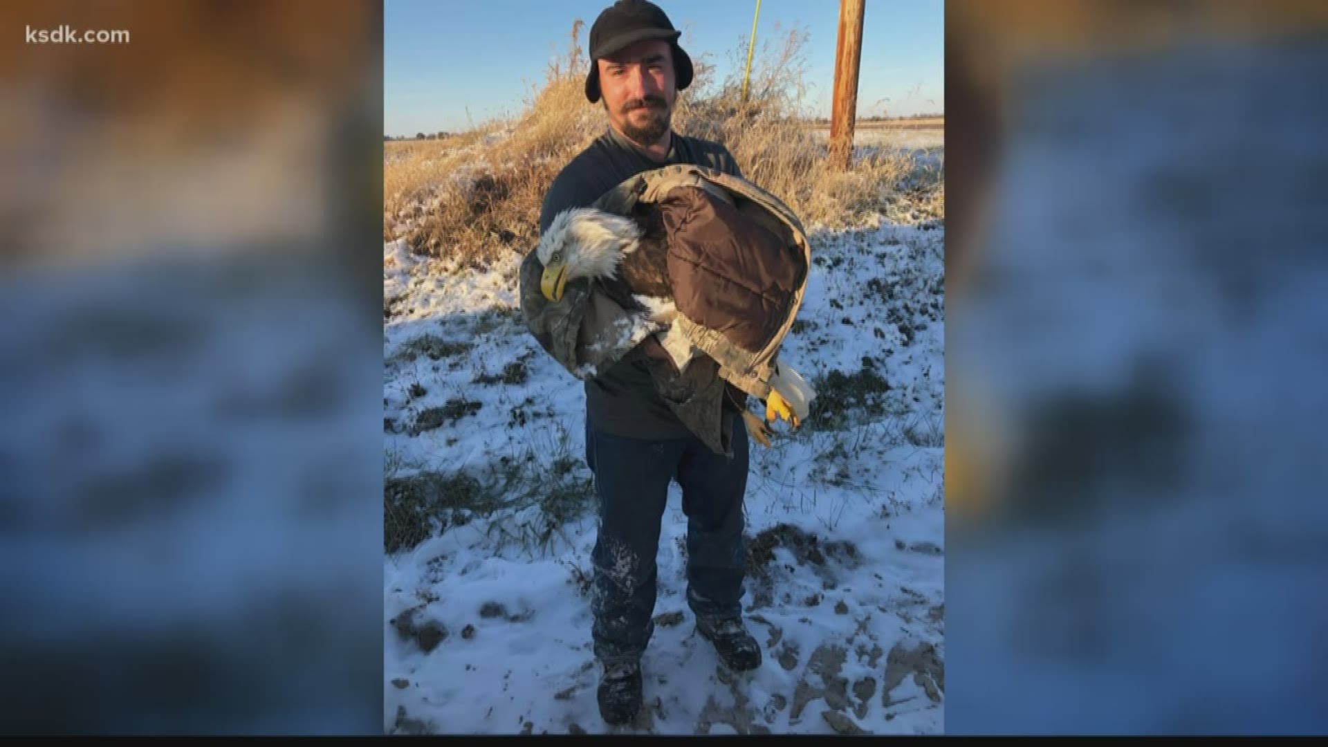 Two local men did find a Bald Eagle in need of help and took the situation into their own hands.