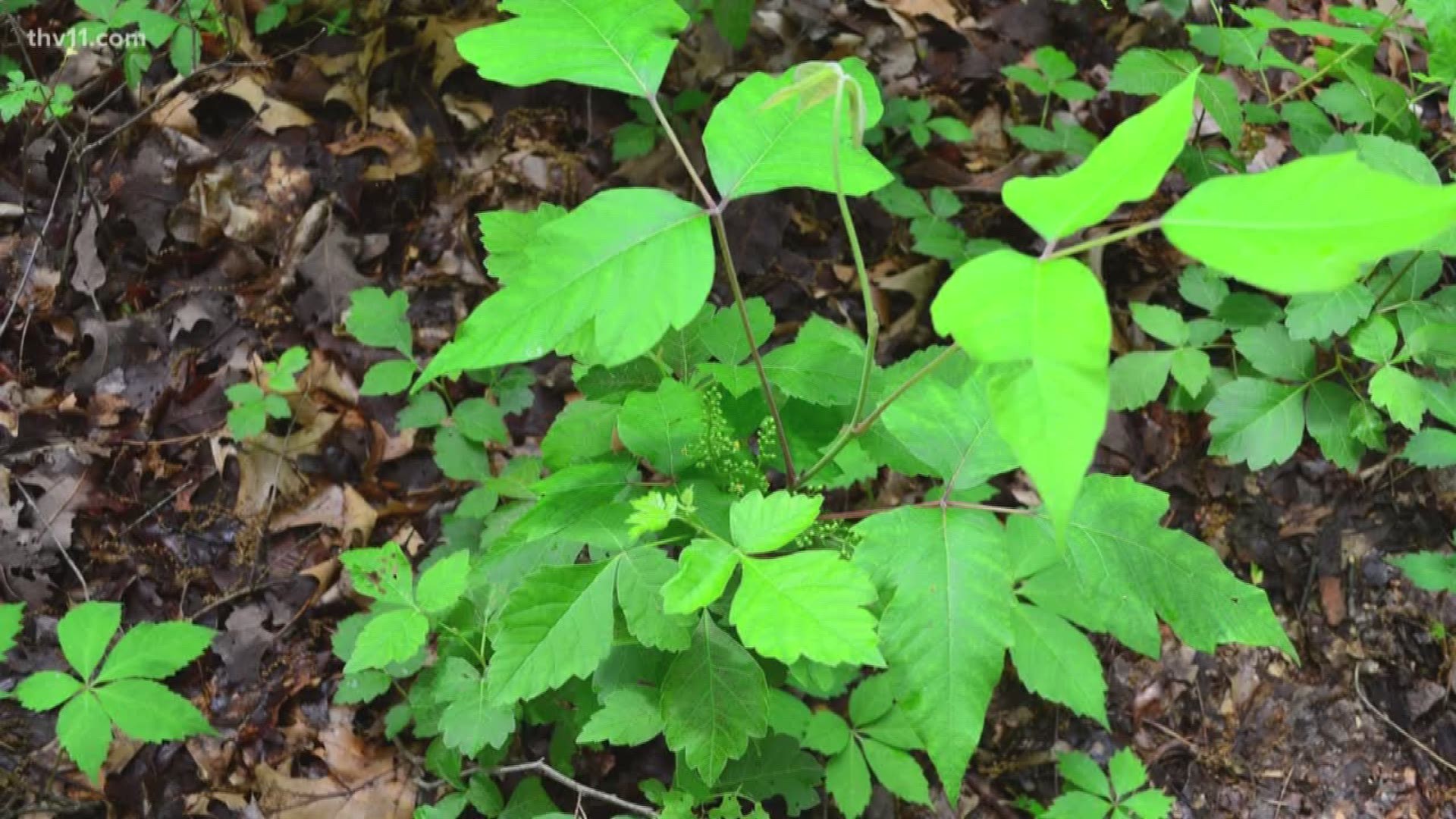 Debunking poison ivy home remedies