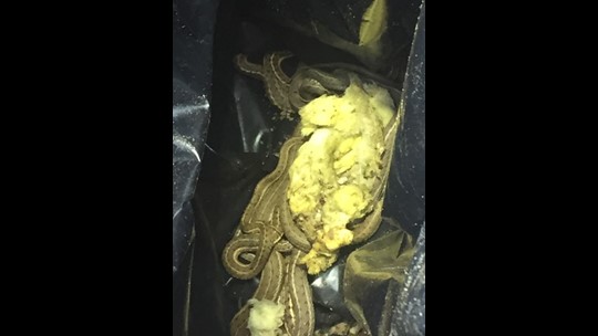 colorado couple find more than 150 snakes under their home