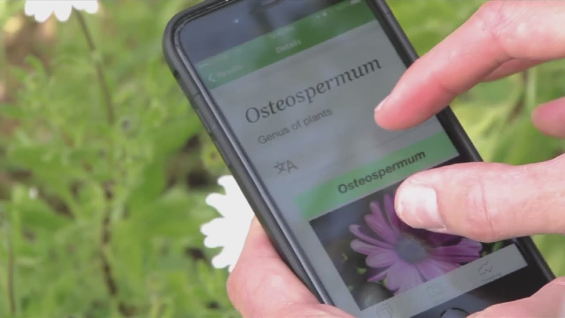 What S That Plant Called Take A Photo And This New App Can Tell You Newscentermaine Com