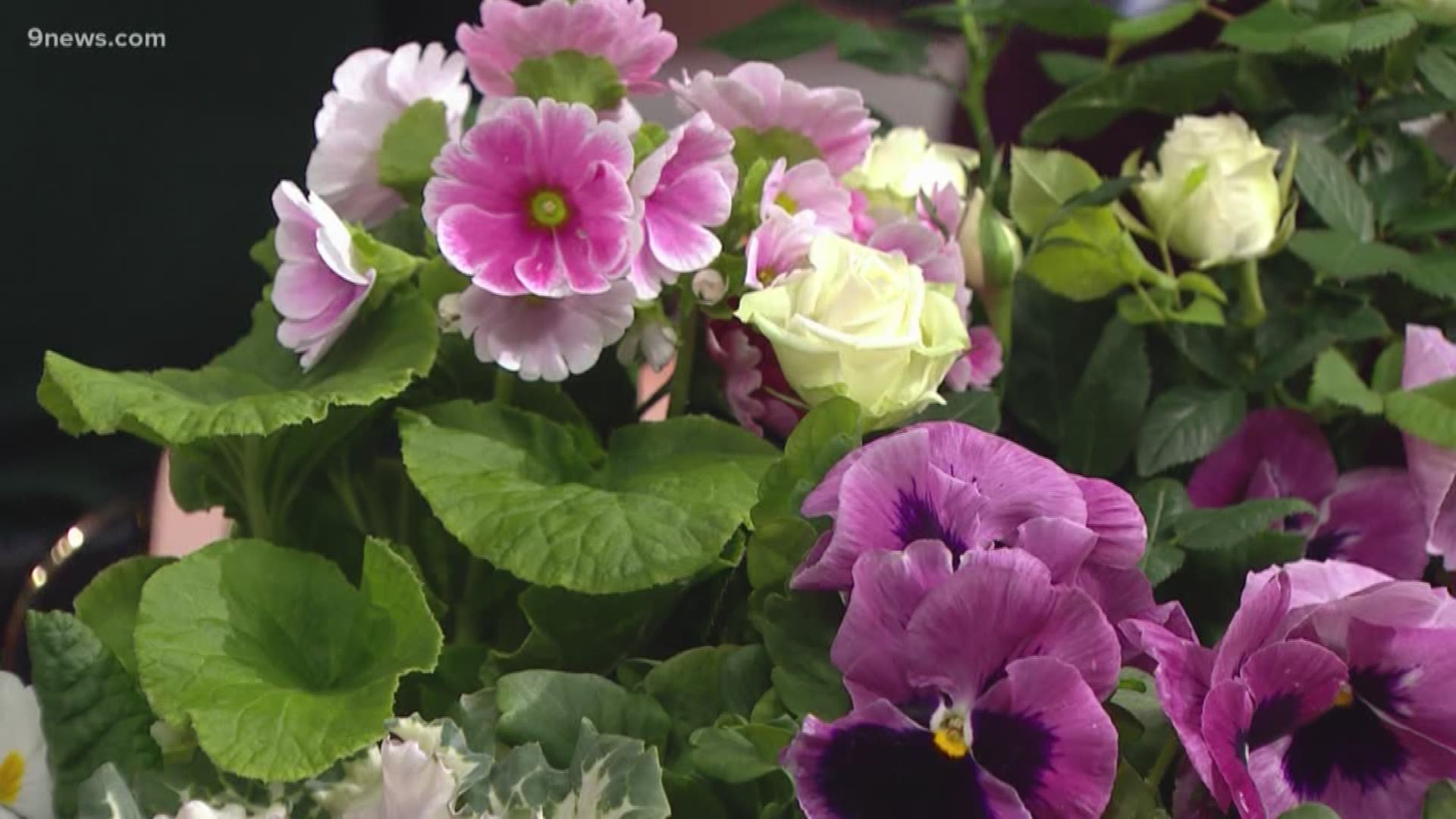 Spring is coming earlier in the U.S. this year than it has since 1896 ...