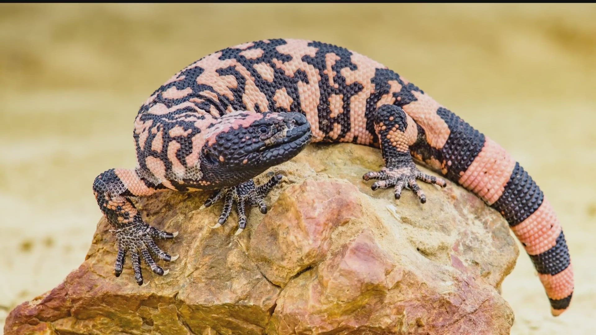 Gila monster bit Colorado man who died days later