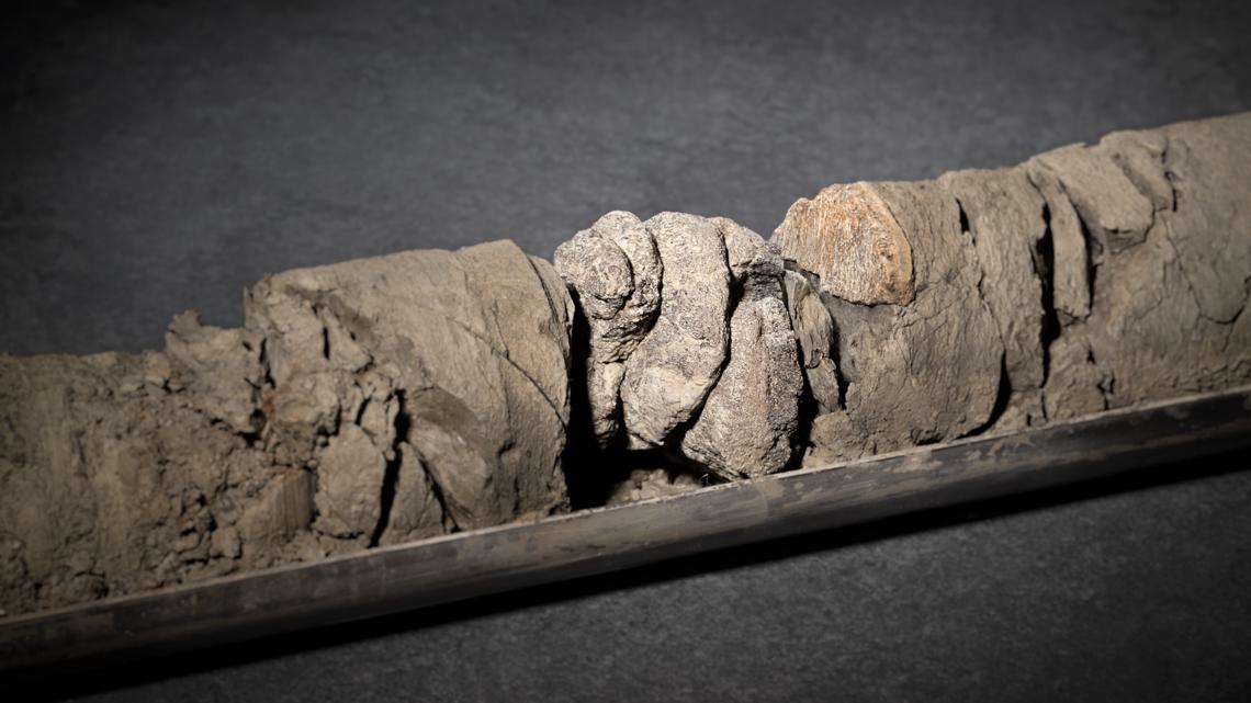 Dinosaur fossil discovered under Denver Museum of Nature & Science