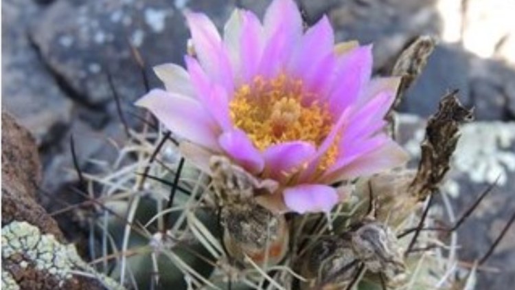 Cactus found in Colorado to be removed from endangered list