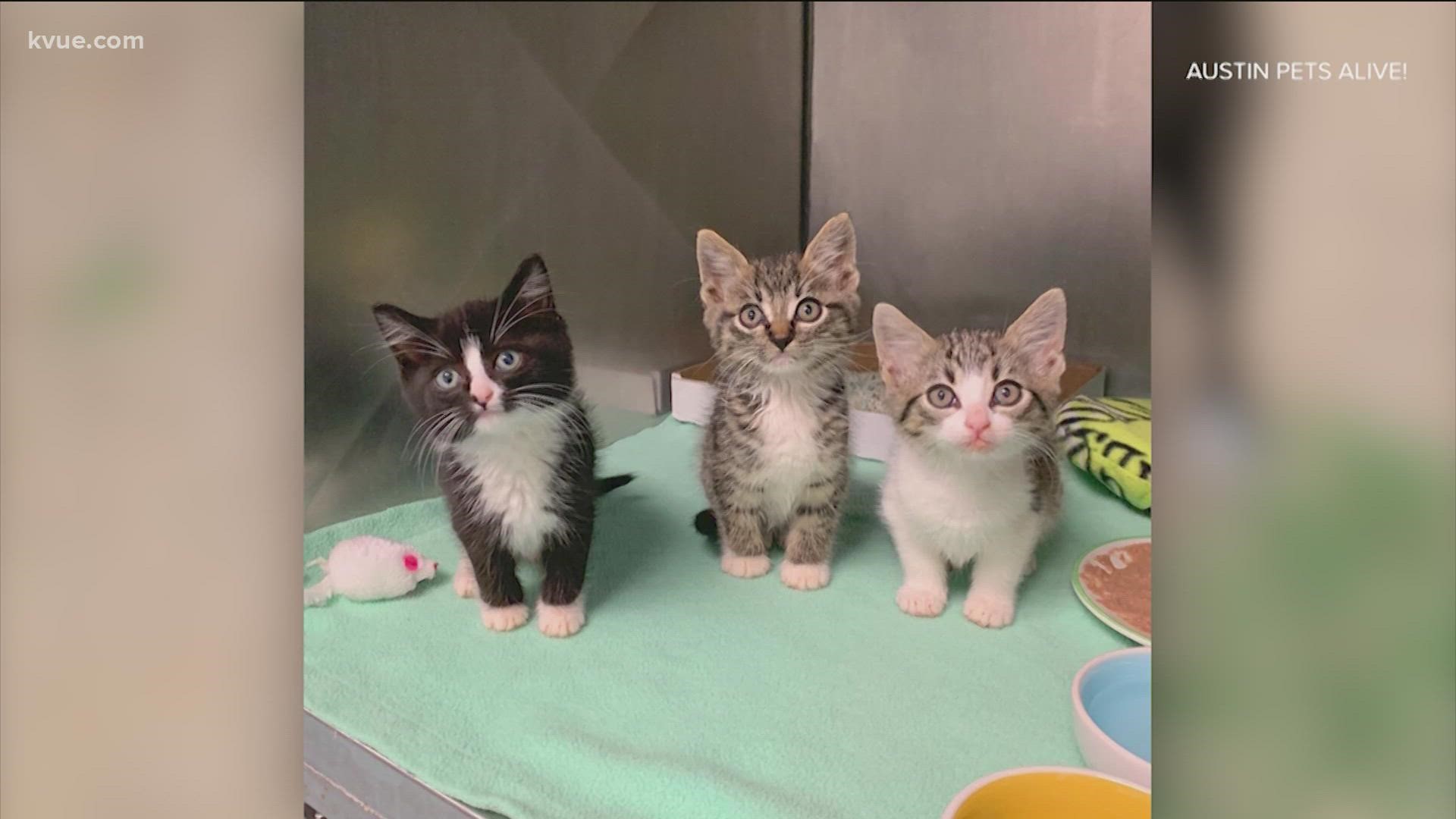 Austin Pets Alive! said it is in need of extra fosters this week as the shelter is already experiencing an influx of animals that have been evacuated from Louisiana.