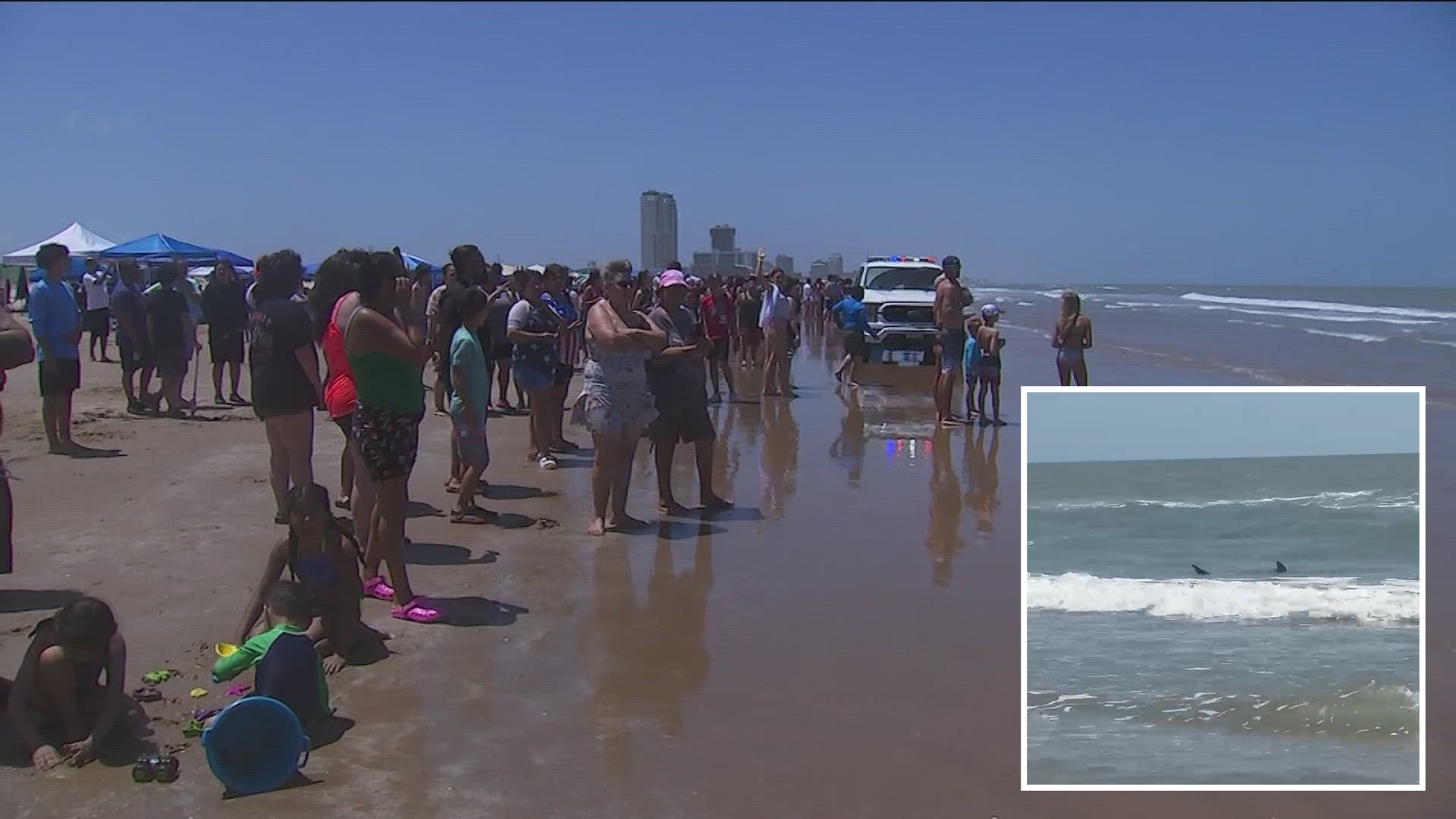 Shark attack leaves several people hurt along Texas coast ...