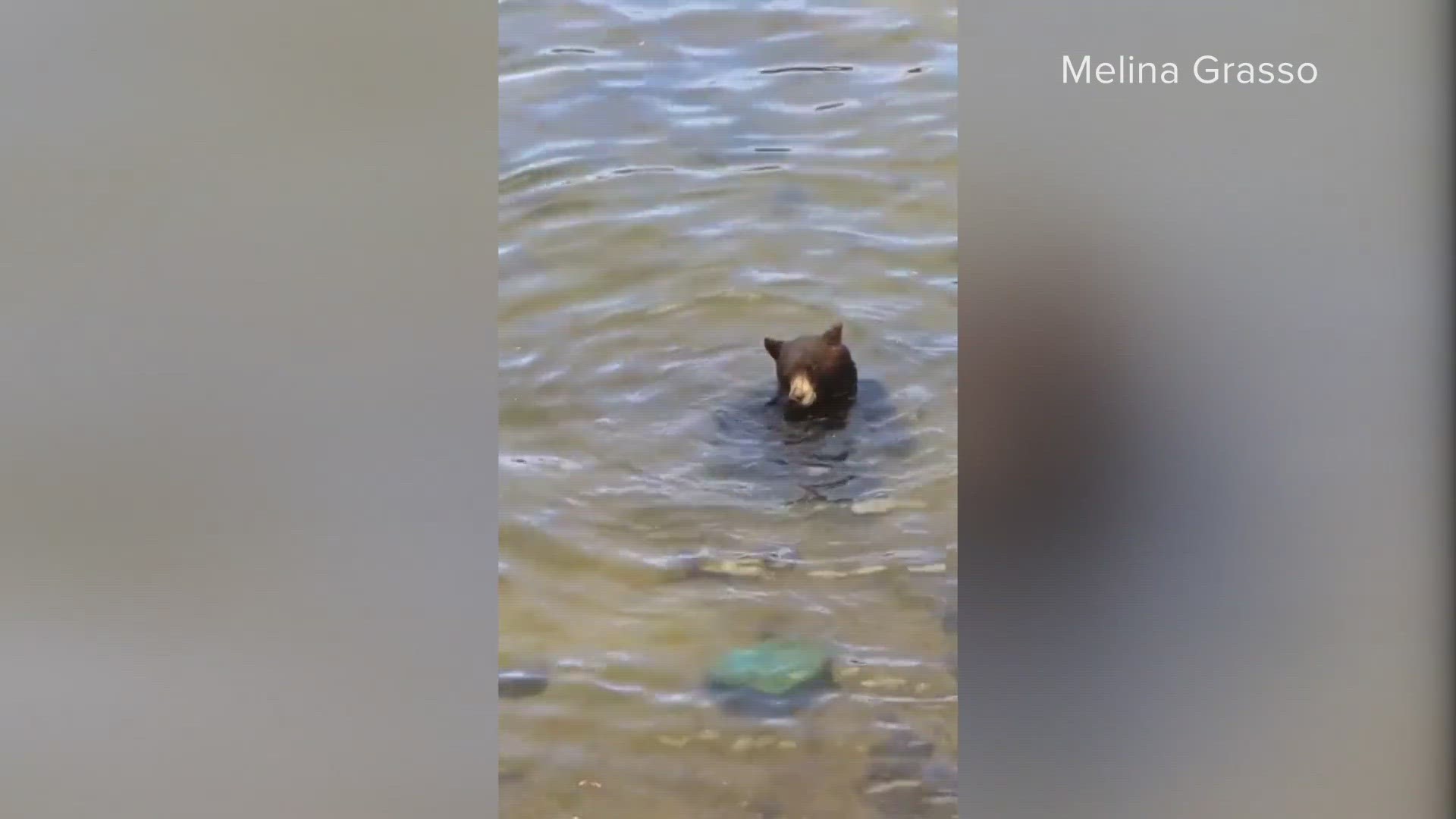 Bear, 3 cubs suspected in more than 20 break-ins caught ...