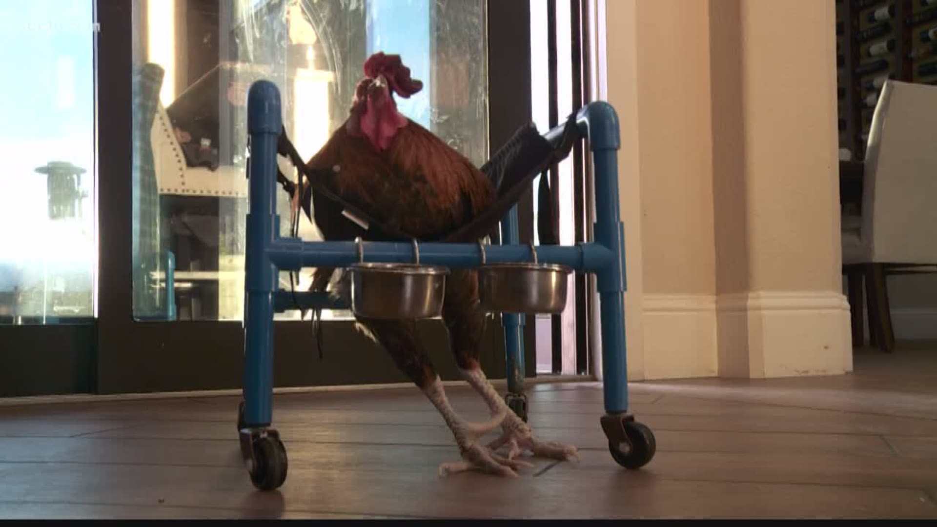 Roo the rooster is learning how to walk again with the help of a wheelchair (November 22, 2017)