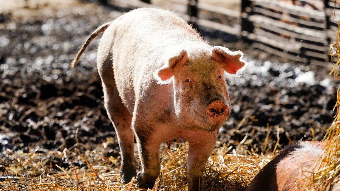Grocers seek delay in California bacon law | newscentermaine.com - Vimarsana News