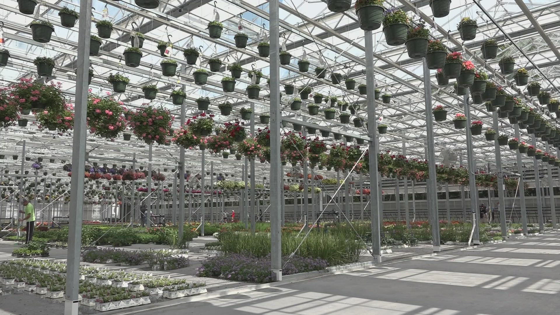 The Pownal facility has an advanced watering system, including flood floors. 