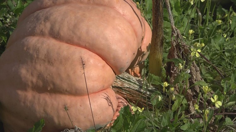 Palmyra man grows pink pumpkins to help in the fight against breast cancer