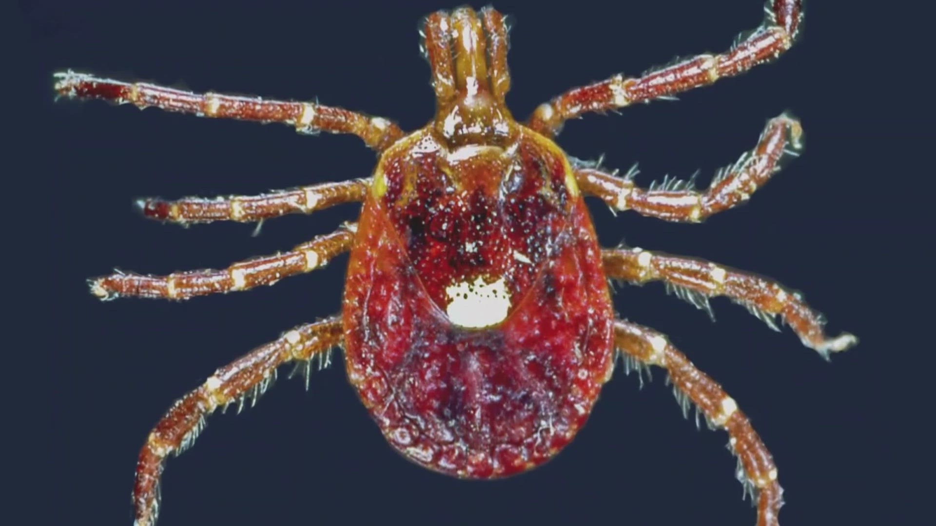 Mainers are urged to take precautions as cases of tick-borne illness are on the rise.