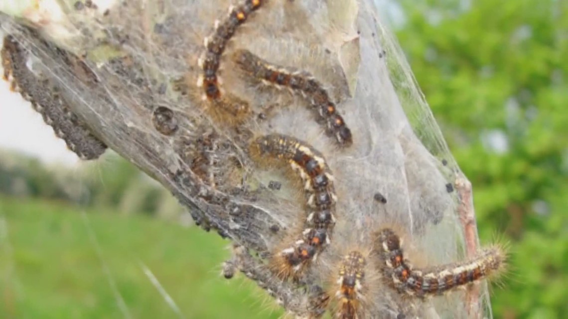 Maine creates fund to deal with rash-causing moth