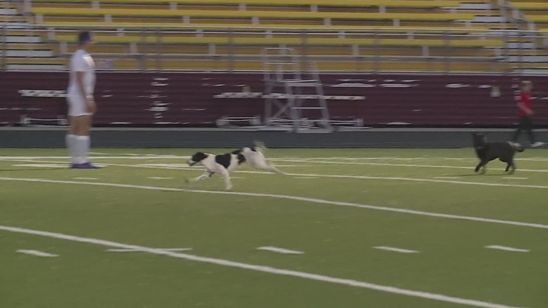 The doggies interrupted a high school soccer game in North Dakota. One just wanted a belly rub.
