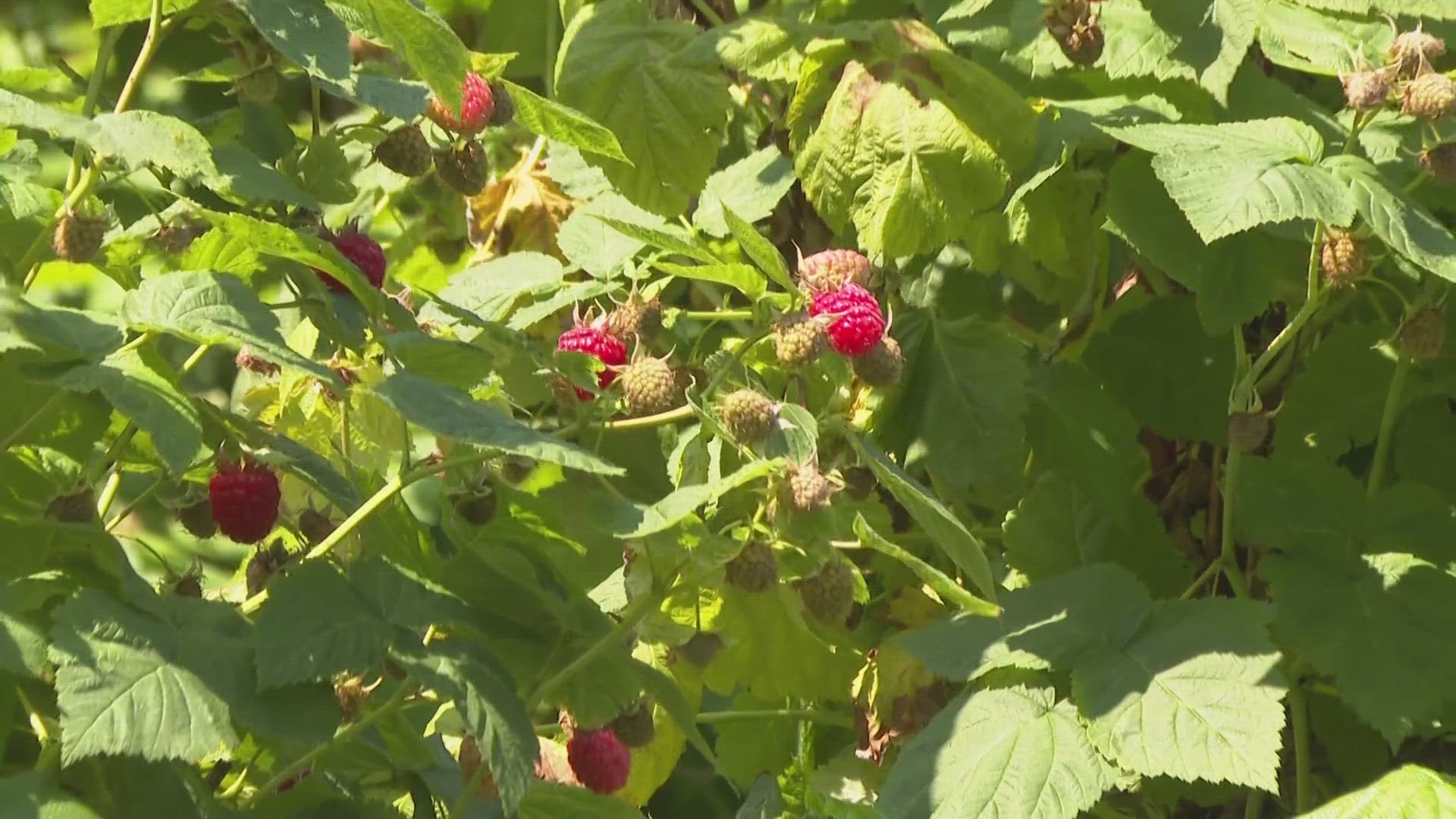 This summer, along with a rough winter and spring, has impacted berry farms in Maine.