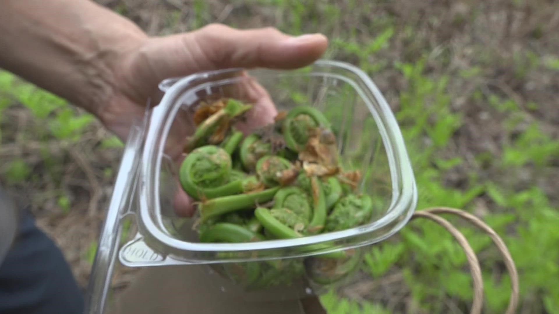 Baby ostrich ferns, known as fiddleheads, are harvested just before they uncurl while they're still edible once cooked.