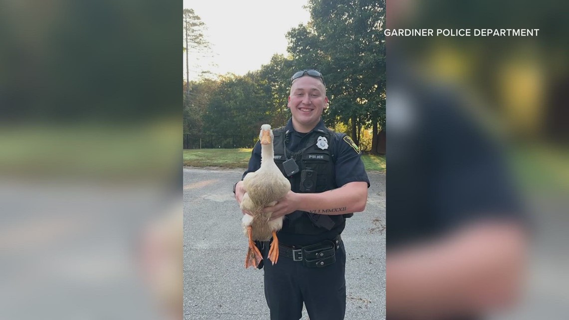 Cheese and quackers | Duck wanders into Gardiner home | newscentermaine.com