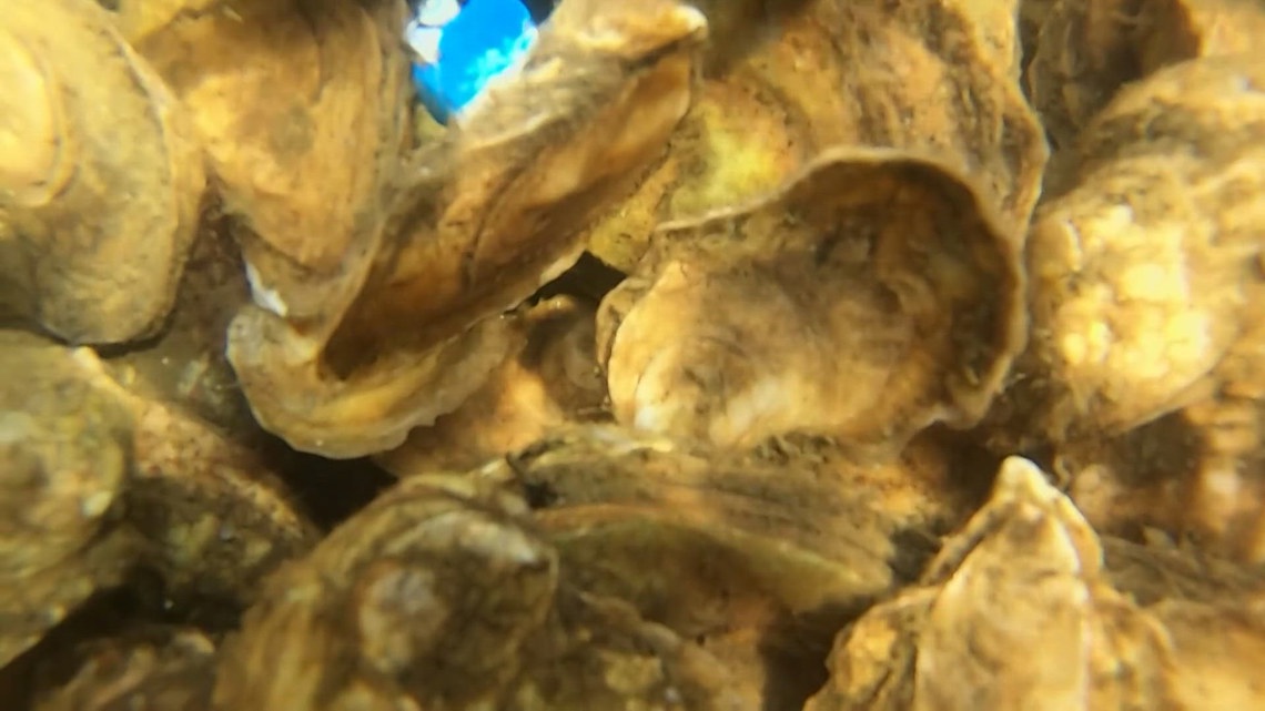 What we can learn from oysters about Maine's coastal climate health