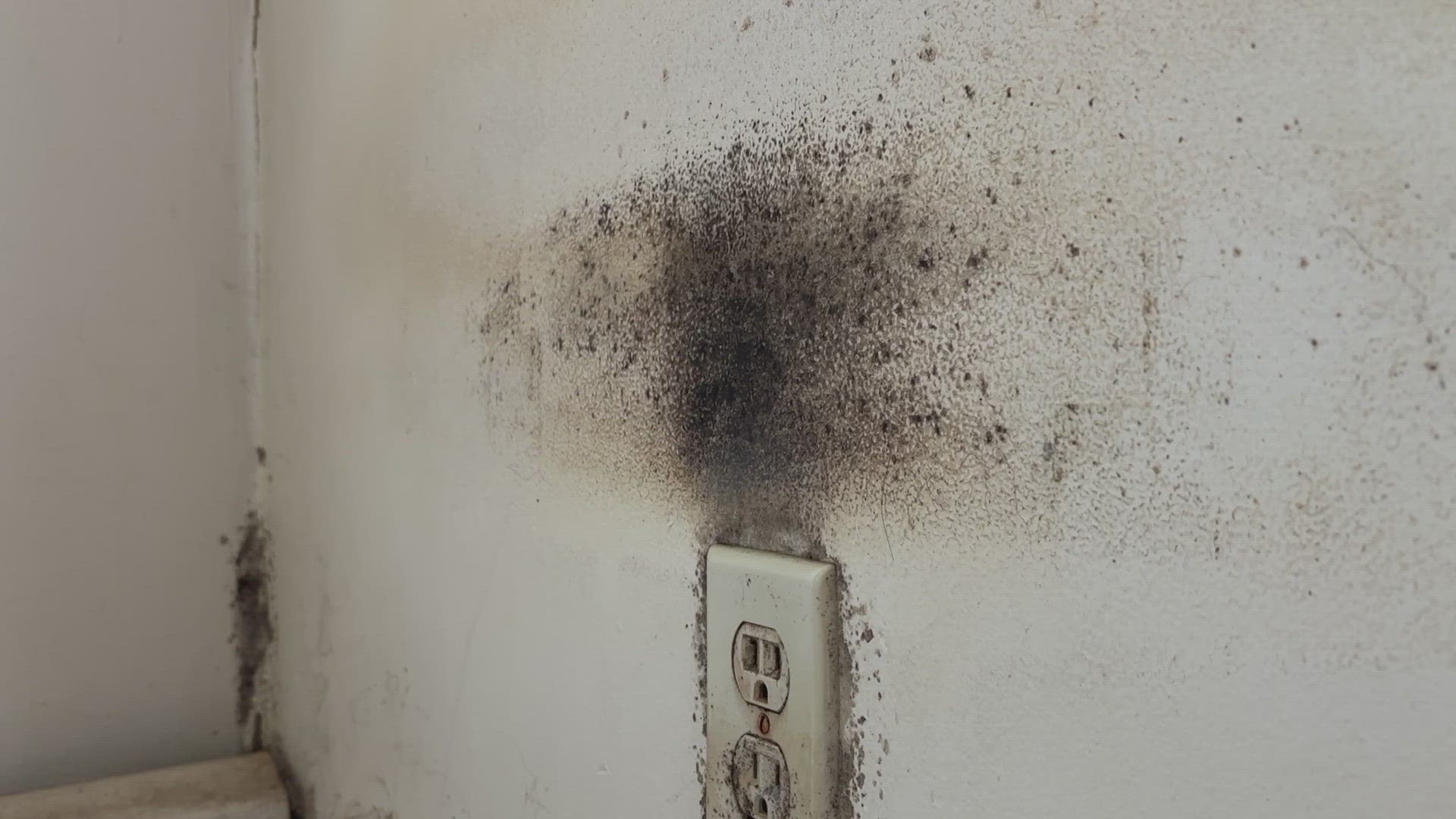 The complaints were raised over widespread mold issues at East Bayside Apartments, managed by the Portland Housing Authority.