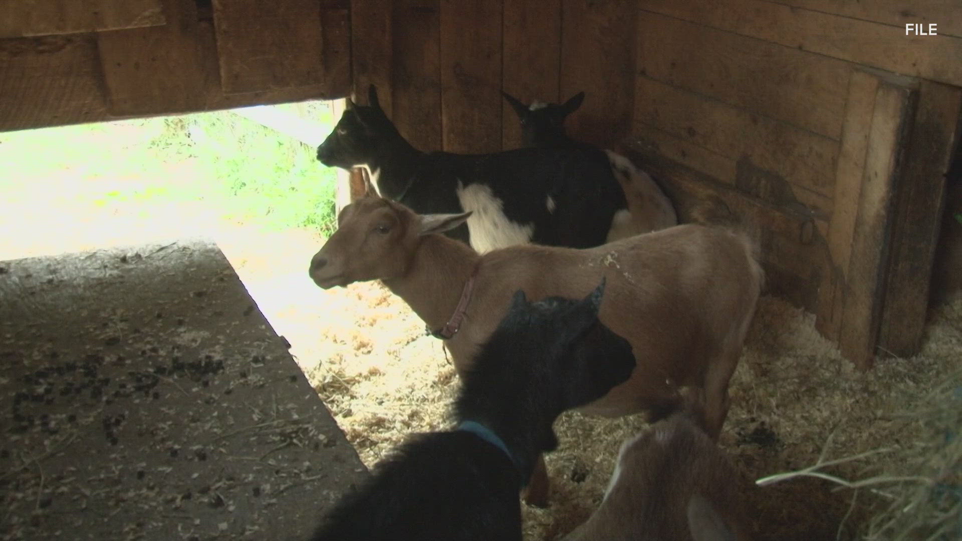 The Maine Cheese Guild has put on the event for 16 years.