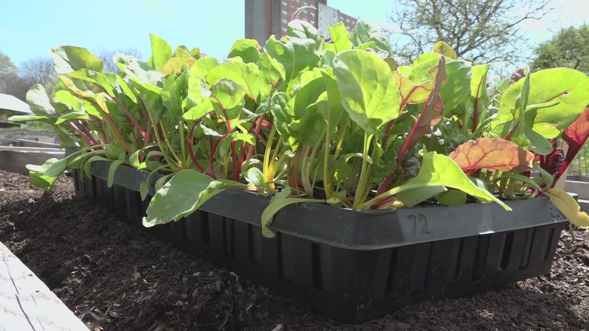 Funding cuts to the Local Food Purchase Assistance Cooperative Agreement Program, or LFPA, helped organizations like Cultivating Communities in Portland. 