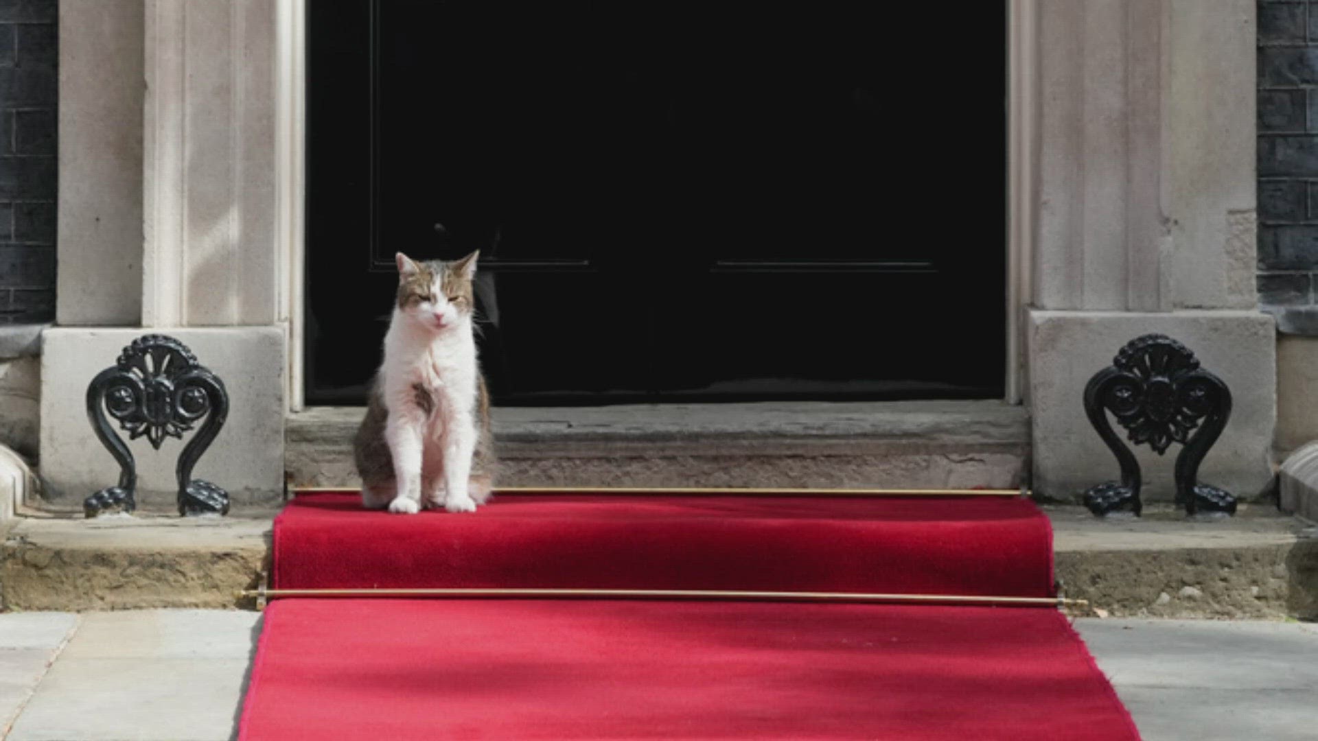 He's the "chief mouser" at 10 Downing St. and has been for more than 12 years, but a human worker scooped him up this morning before the president arrived.