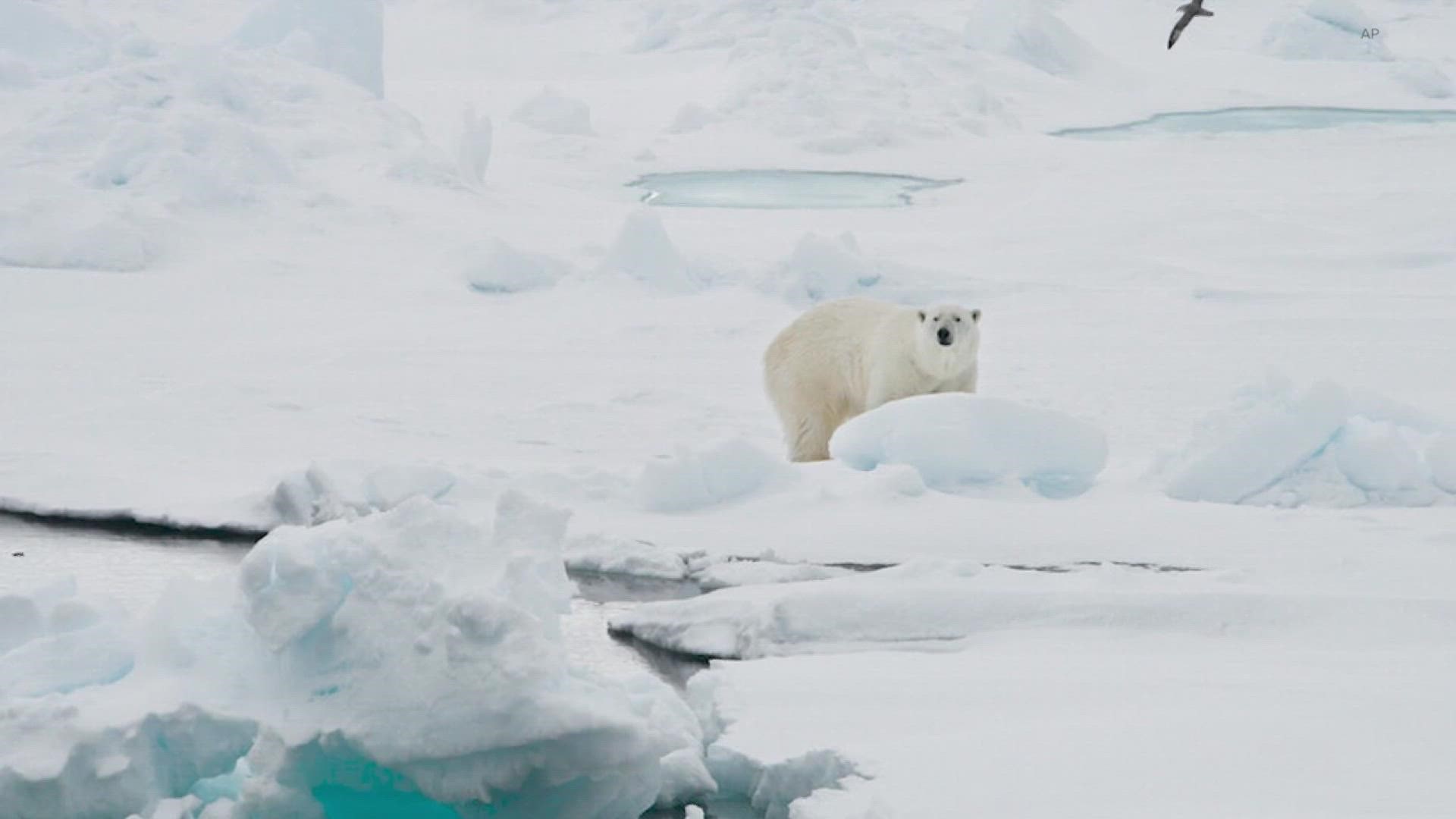 For more than a decade, people have falsely claimed polar bears are “thriving,” using an “increasing population” as proof. We explain the real status of polar bears.