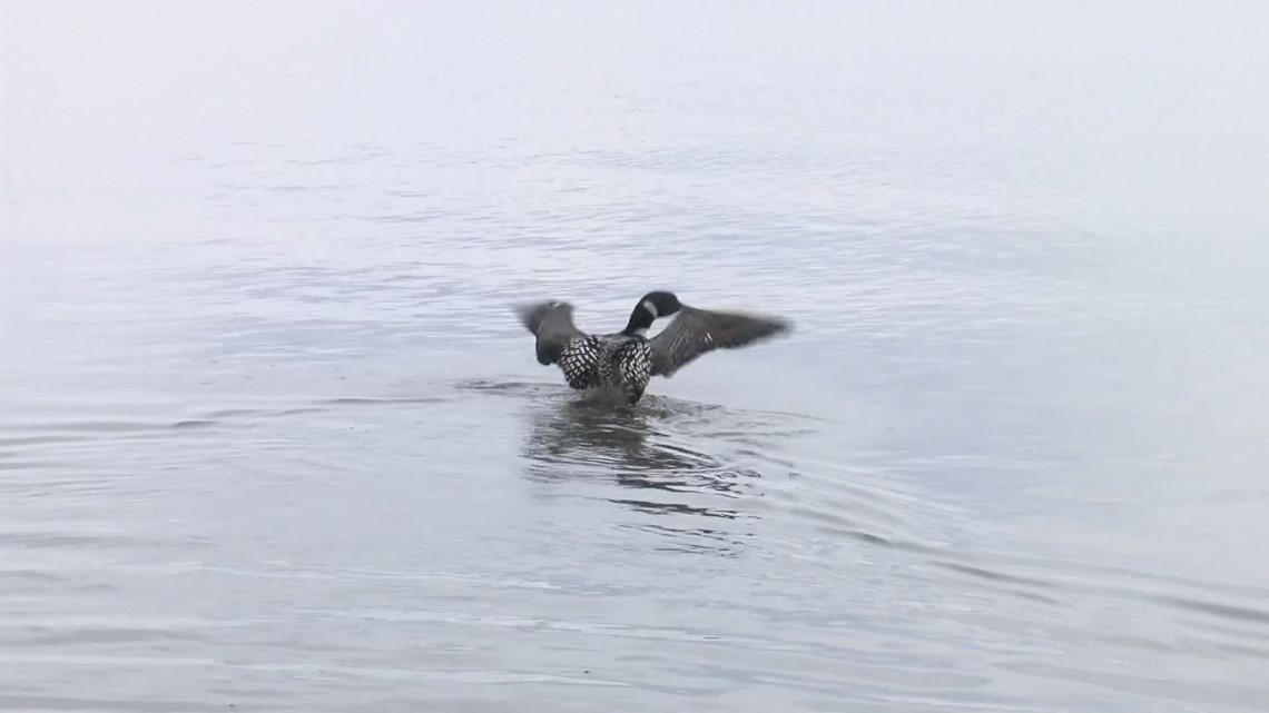 Pair of loons released after falling from the sky | newscentermaine.com