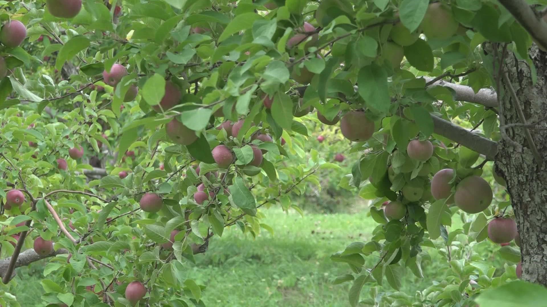 84 Maine farms produce nearly one million bushels of apples every year, according to the Maine Pomological Society.