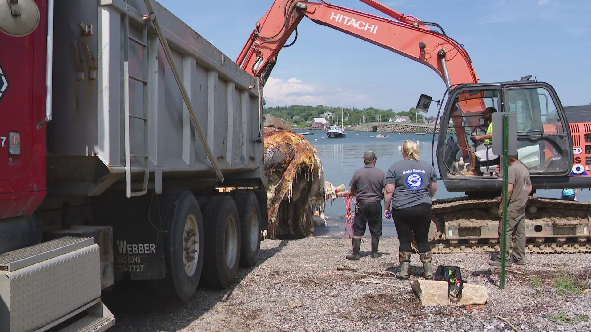 At least four dead whales have been discovered in Maine this year. But instead of staying in the ocean, they will decompose on a farm.