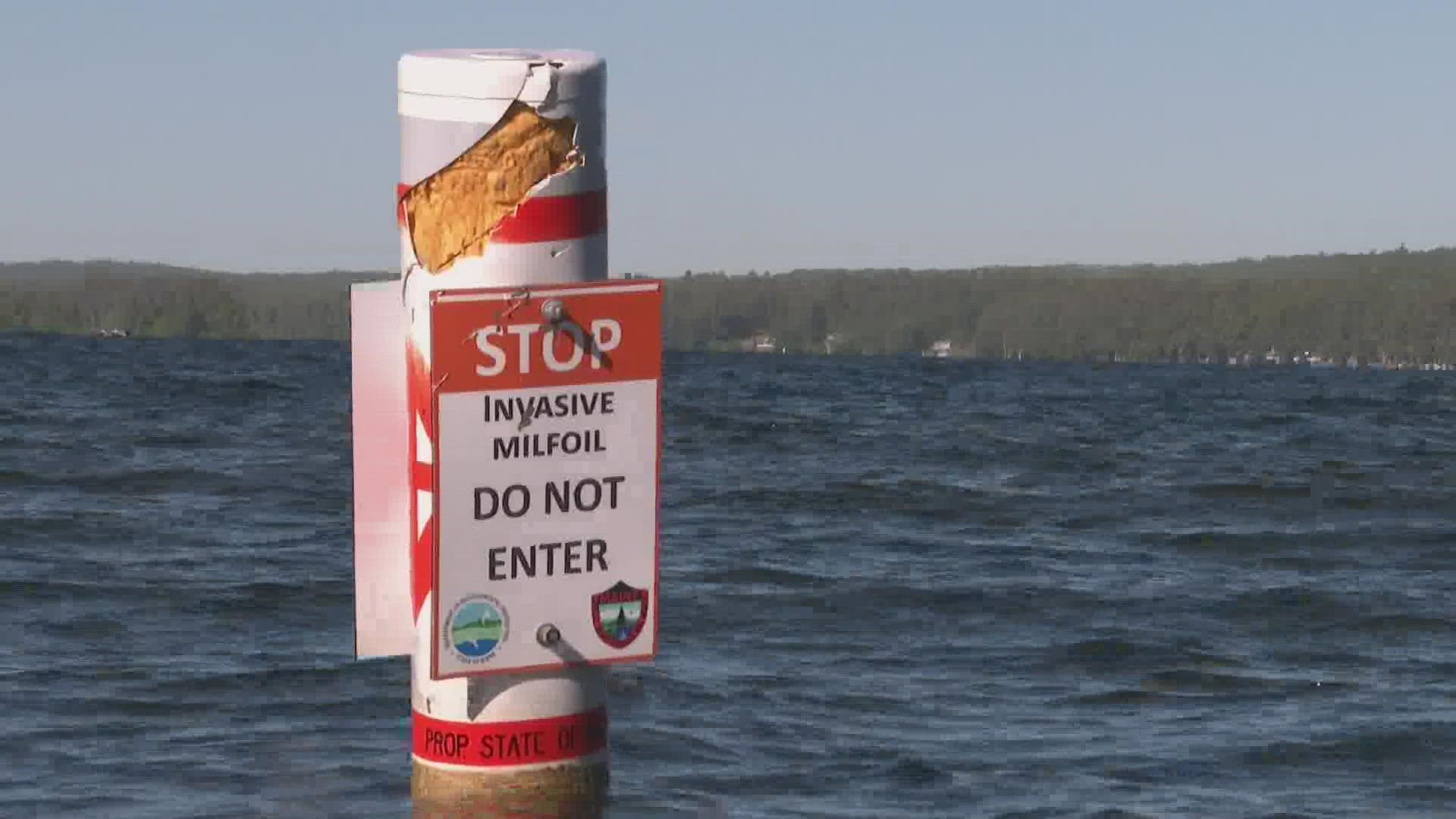 Conservationists at Cobbosseecontee Lake have been working to eradicate the invasive plant.