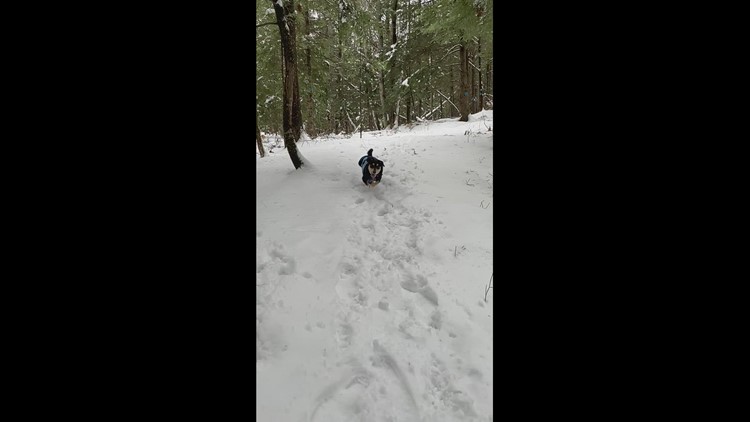 Lana, the snow pup