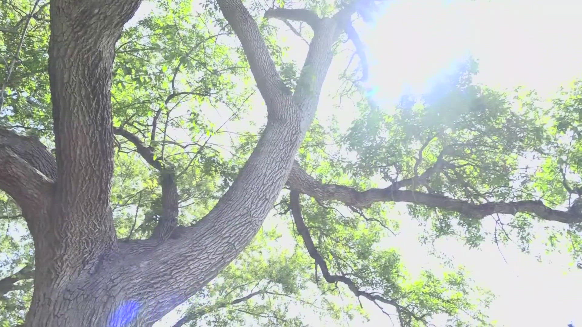 The emerald ash borer gets its name from its shade of green and its behavior of feeding on ash trees. It was first found in Maine in 2018 and is spreading.