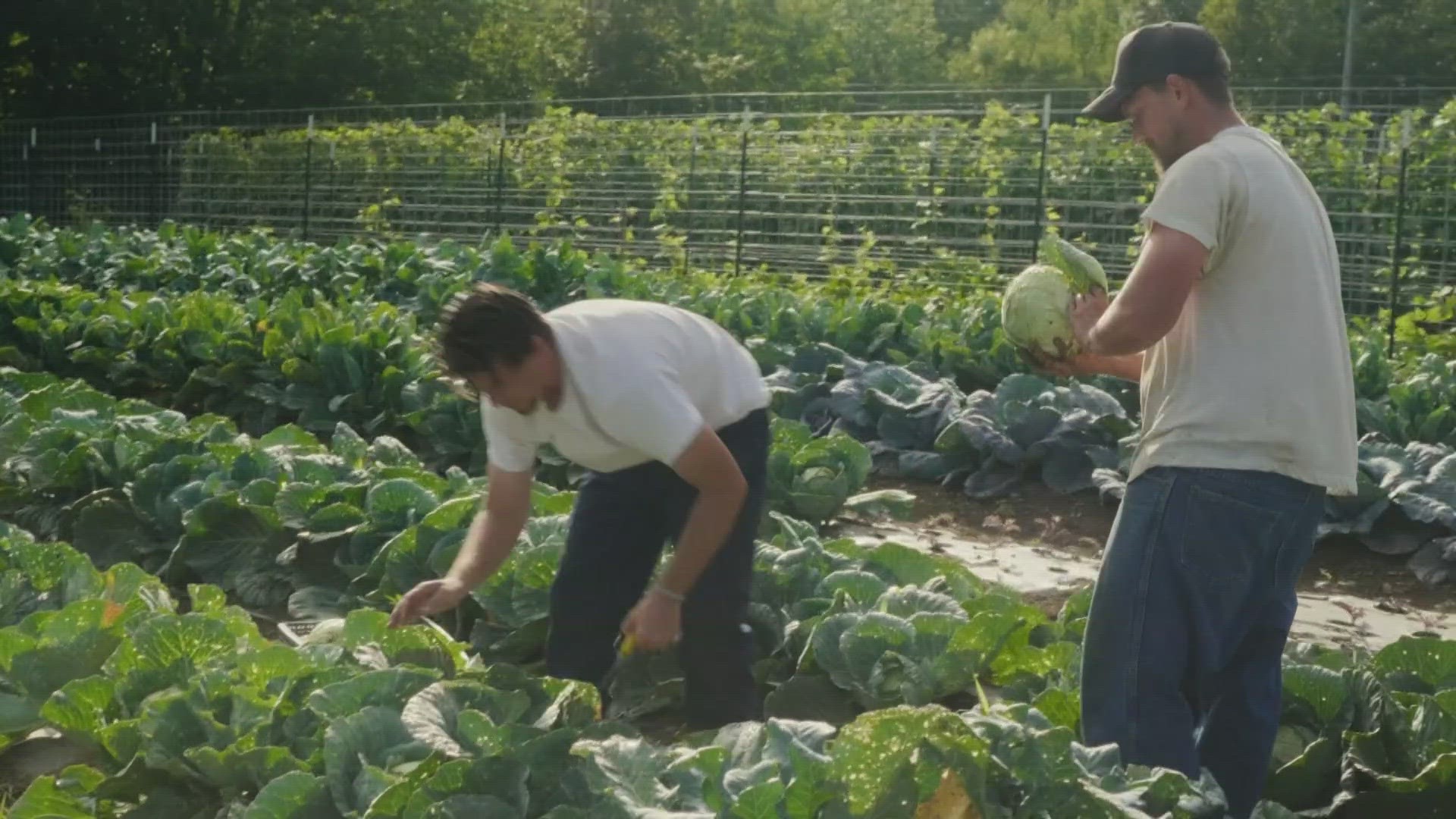 A filmmaker tells the story of incarcerated gardeners offering lessons that travel far beyond their walls.