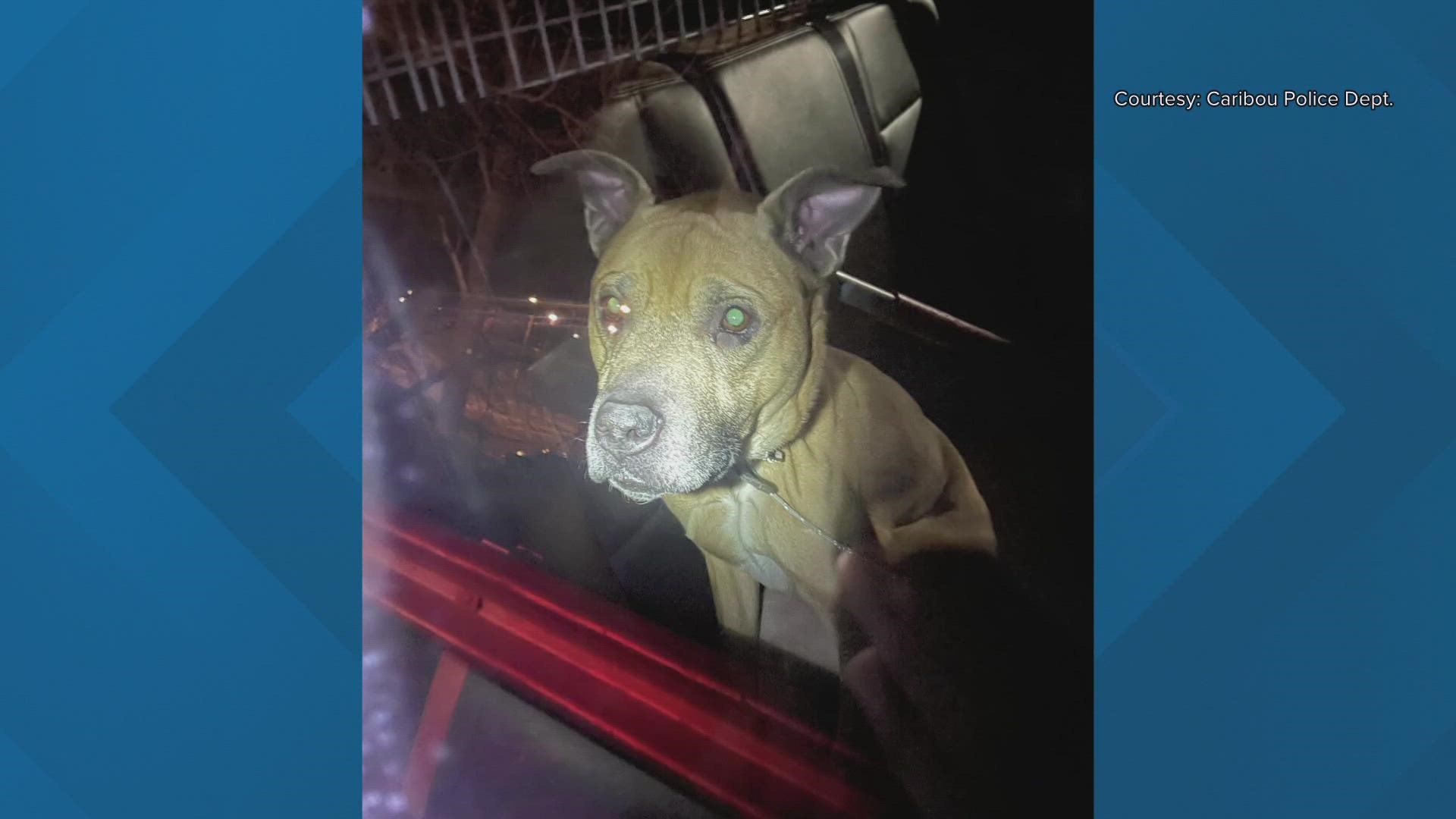 Police say they believe the dog was abandoned at a residence after the previous homeowner left, but before the home was purchased by another person.