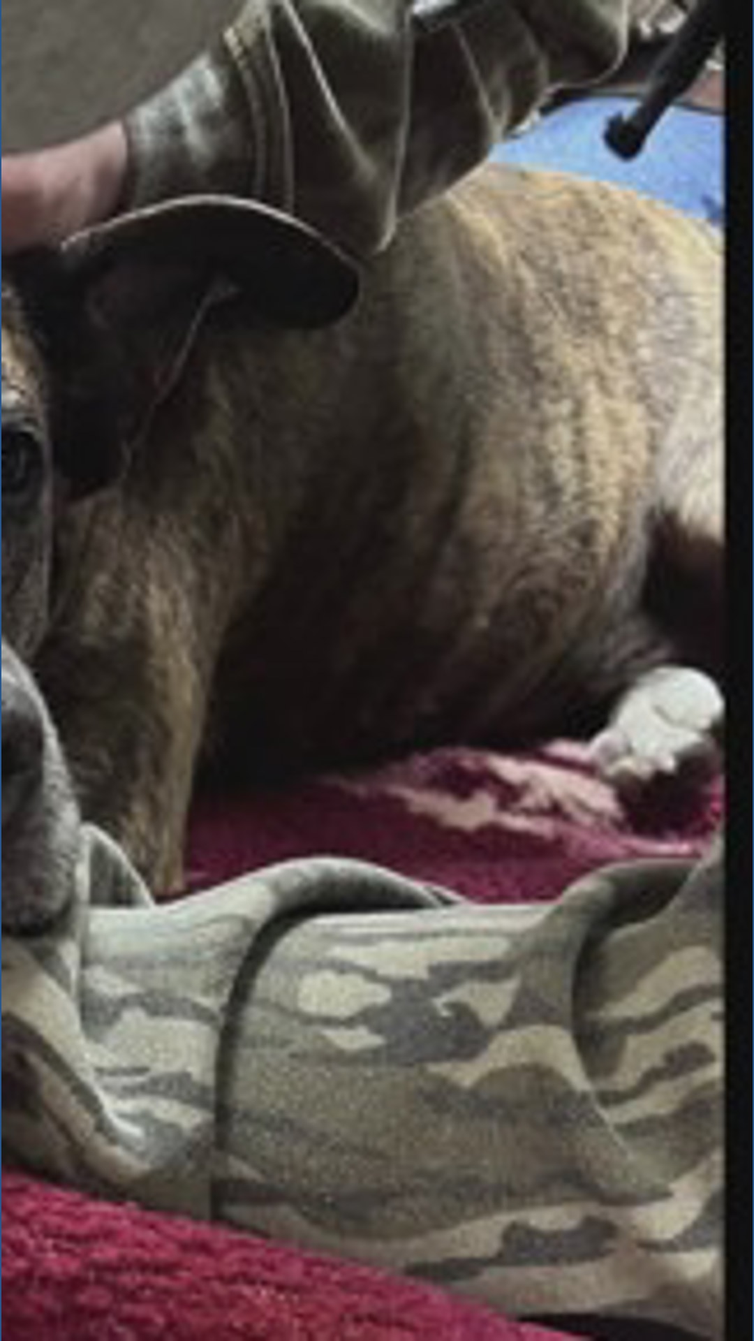 Reward offered for information on a shooting that killed a dog in ...