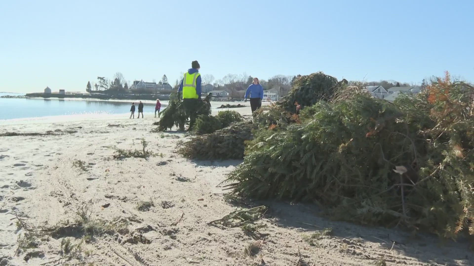 After a powerful December storm washed away about 15 feet of dunes at Willard Beach, South Portland is placing Christmas trees on the beach to help restore them.