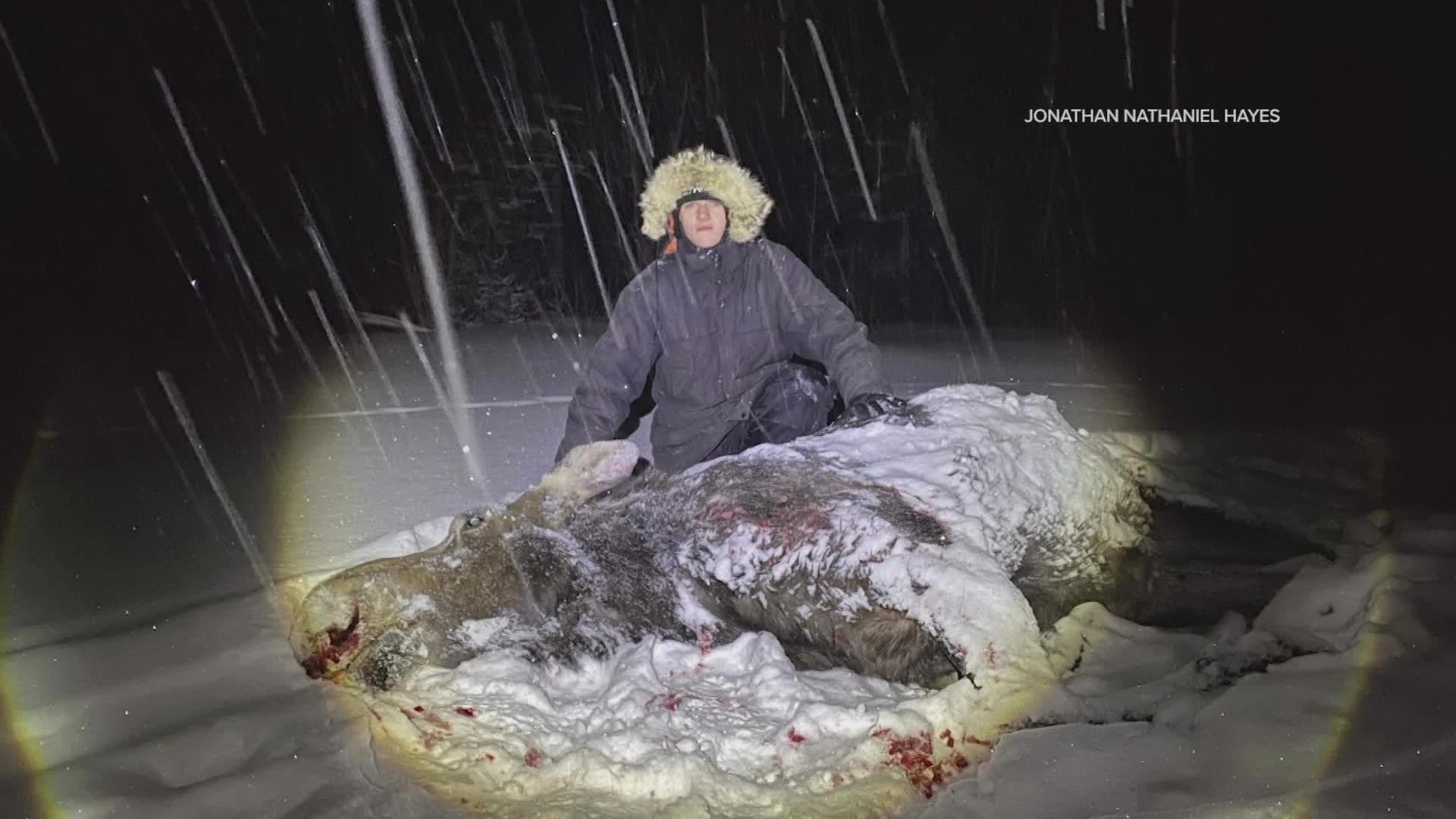 Caleb Hayes, 17, and his father Jonathan returned from a training run Tuesday night to find a cow moose kicking at their kennel, so they jumped into action.