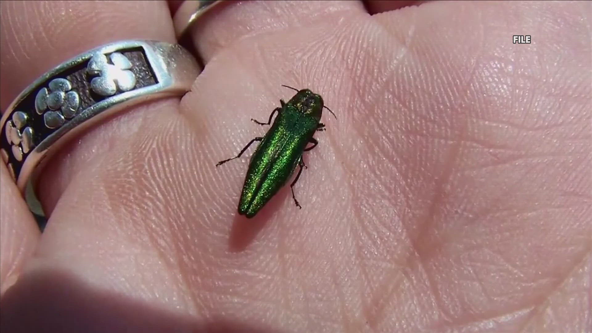 The small green beetles only attack ash trees. City leaders say they're implementing a plan to treat or remove affected ash trees in the area.