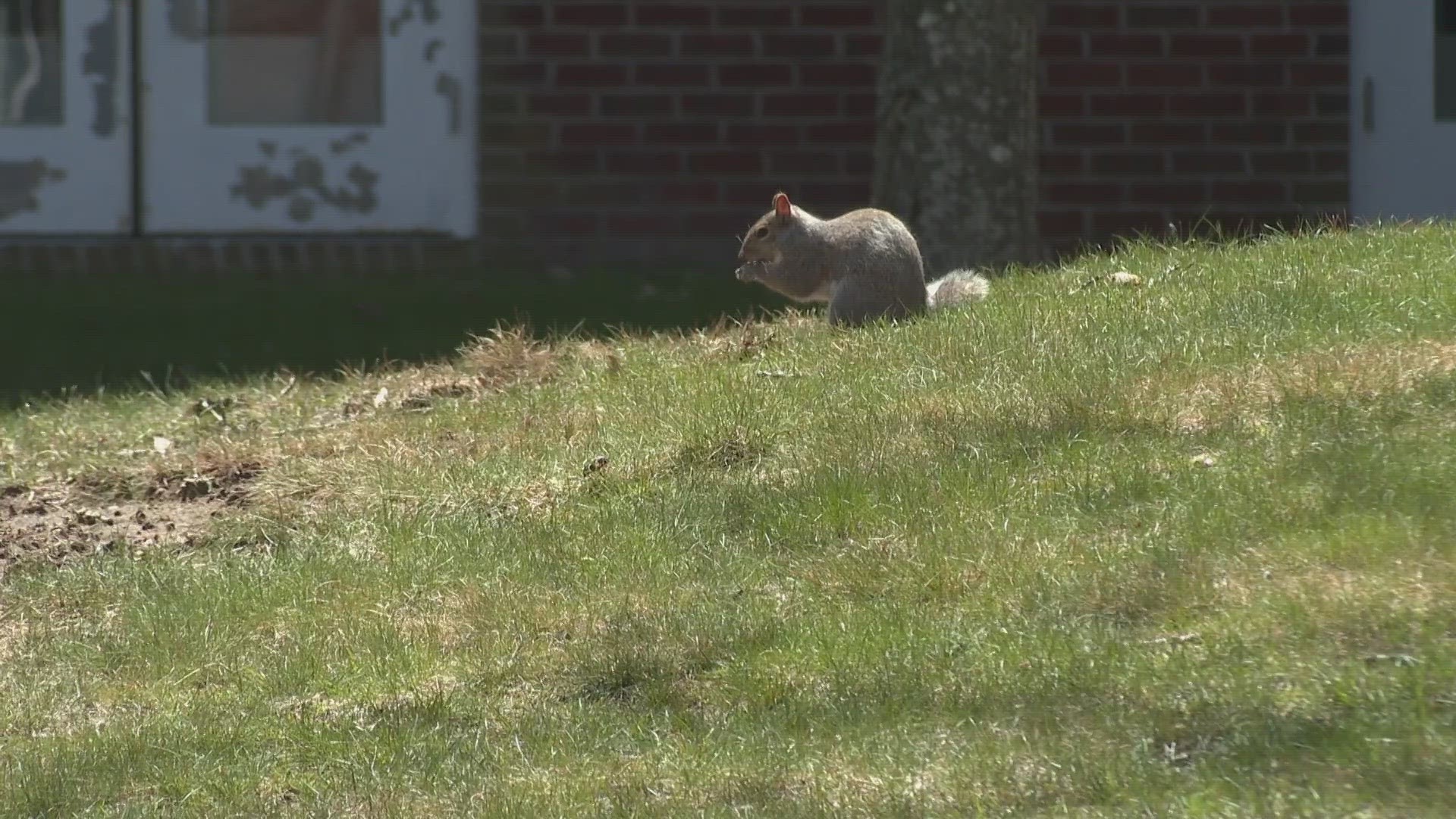 Project Squirrel helps track and analyze data of gray squirrels in the Biddeford area.