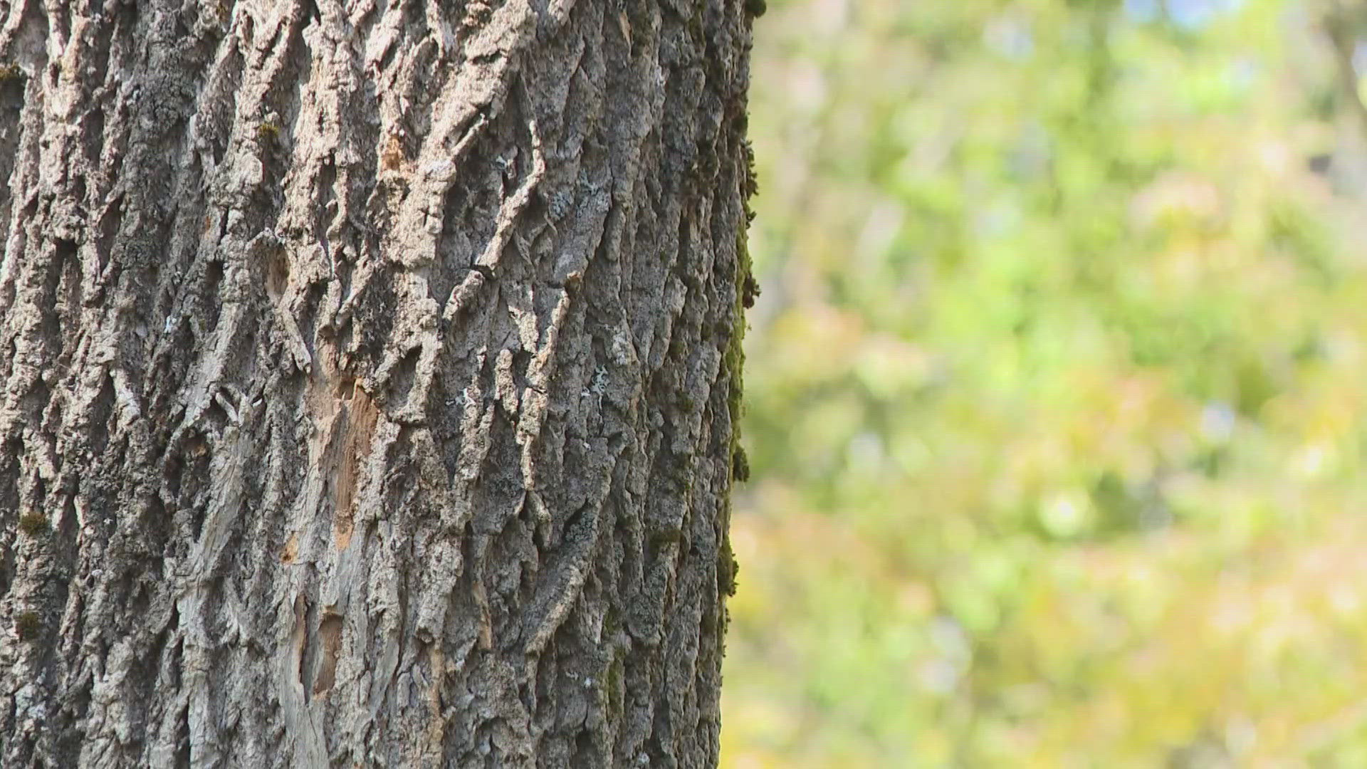 An invasive species is threatening the property a family in Alfred has treasured for nearly two decades.