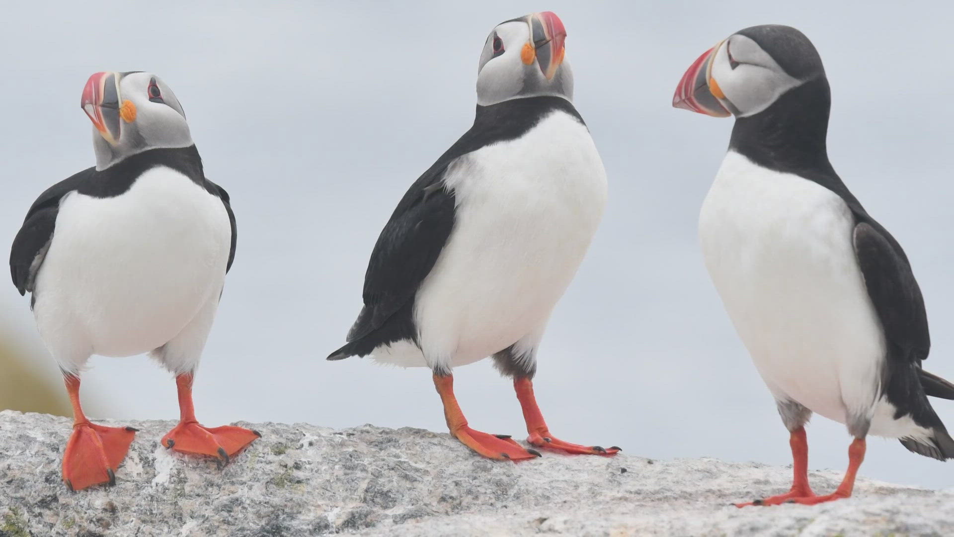 It's a not-so-glamorous life in a tent, totally disconnected from the mainland, but Coco Faber and her fellow researchers say they wouldn't change a thing.