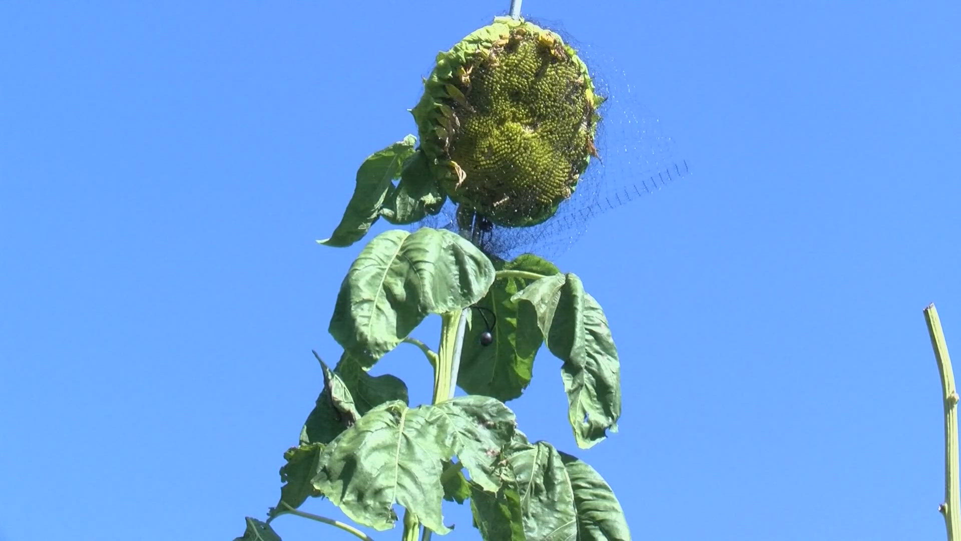 The current world record, a 30-foot-tall sunflower, was set 11 years ago in Germany. 