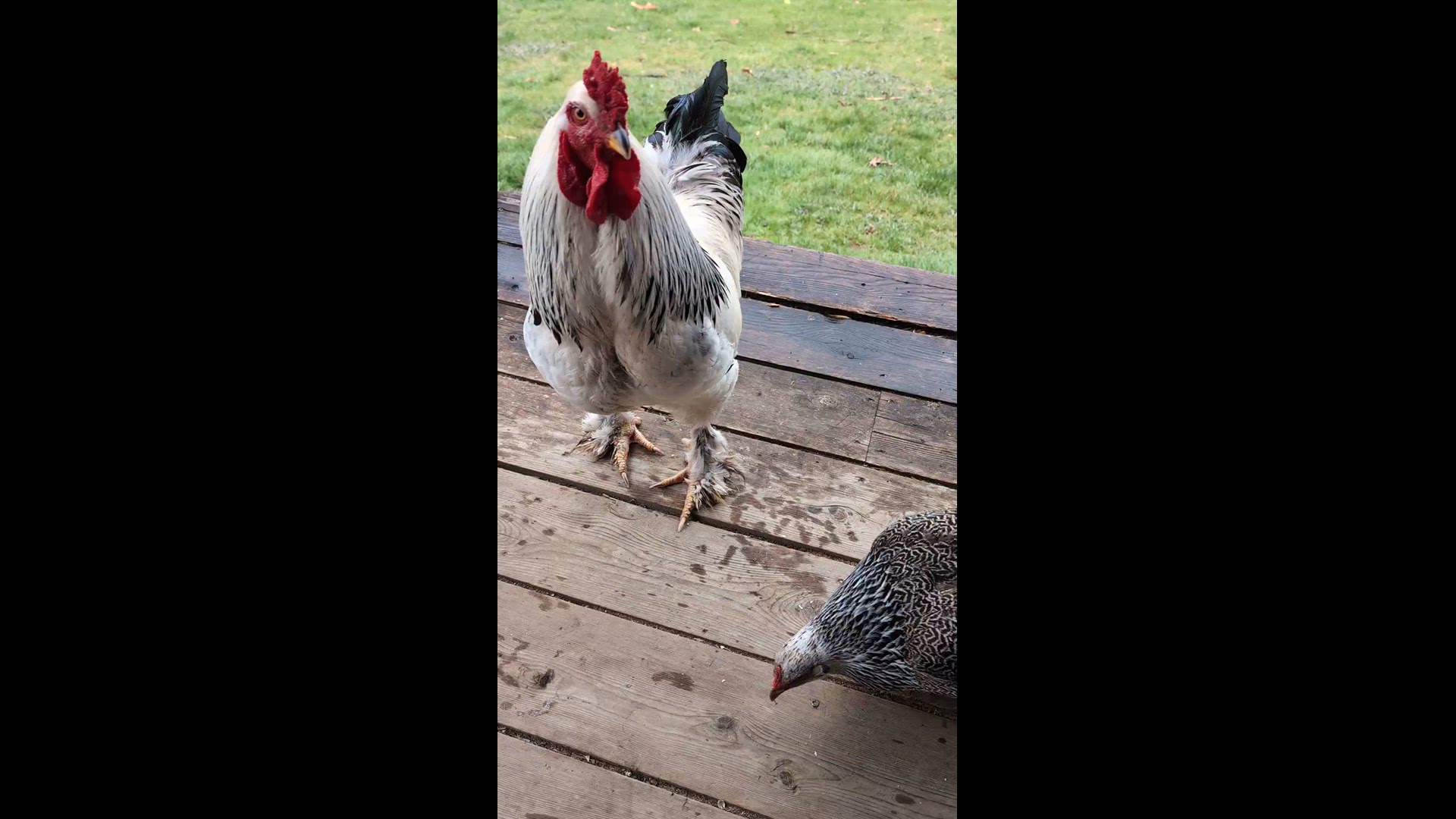 My chickens are too smart.
Credit: Heidi Varle