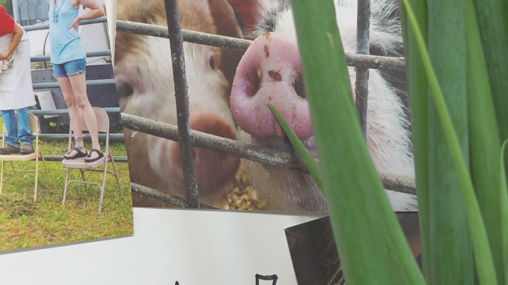 Innovative local farmers use Open Farm Day to educate visitors about sustainability, transparency, and responsible food choices.