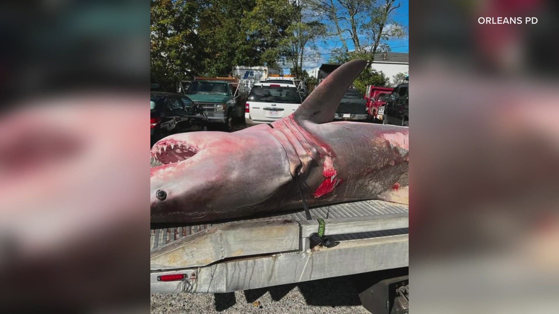 The shark was discovered in the Orleans area on Tuesday. A local tow truck company had to be called in to tow it away.