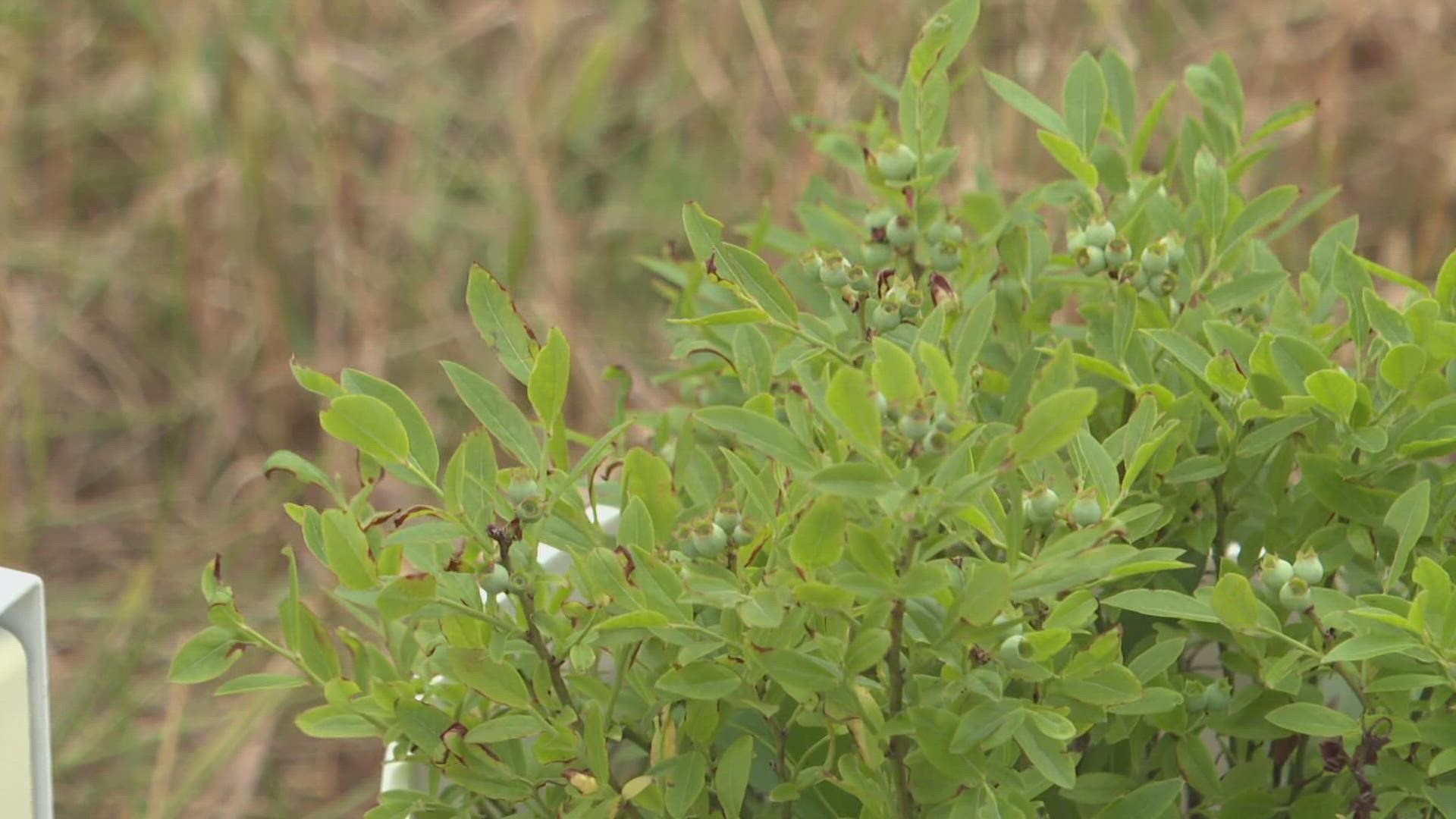 The wild blueberry field will act as a research and education center for University of Maine students.