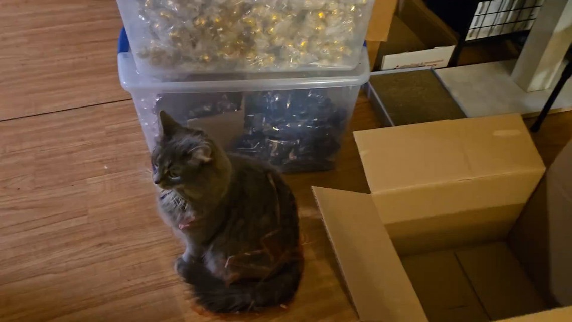 Our helpful cat | newscentermaine.com