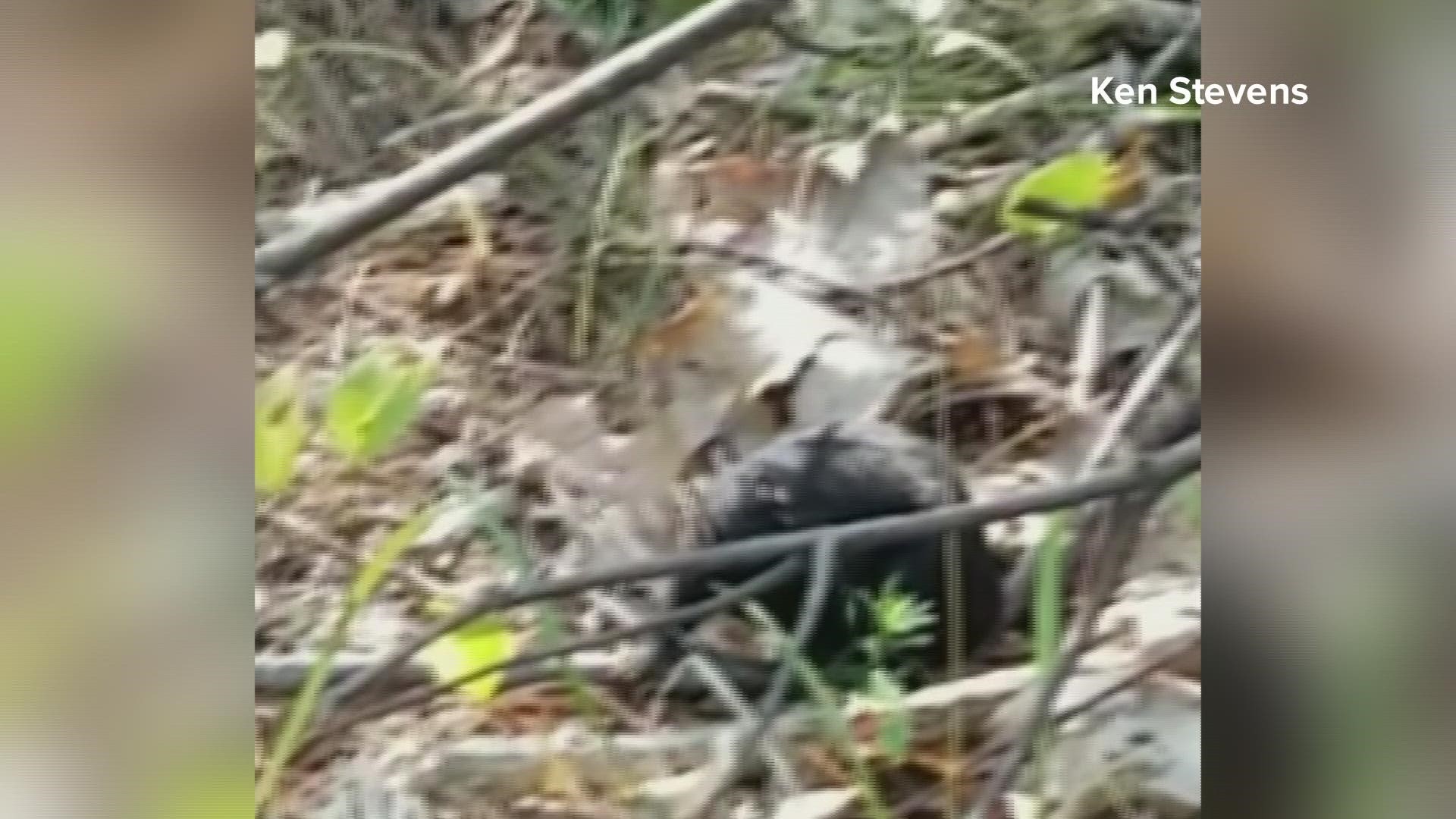 Ken Stevens shared this video of a rare black chipmunk that lives near his house that he's been watching all summer